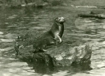 1923年10月にロンドン動物園でプールの岩の上に座っている若いカリフォルニアアシカ（bw写真）